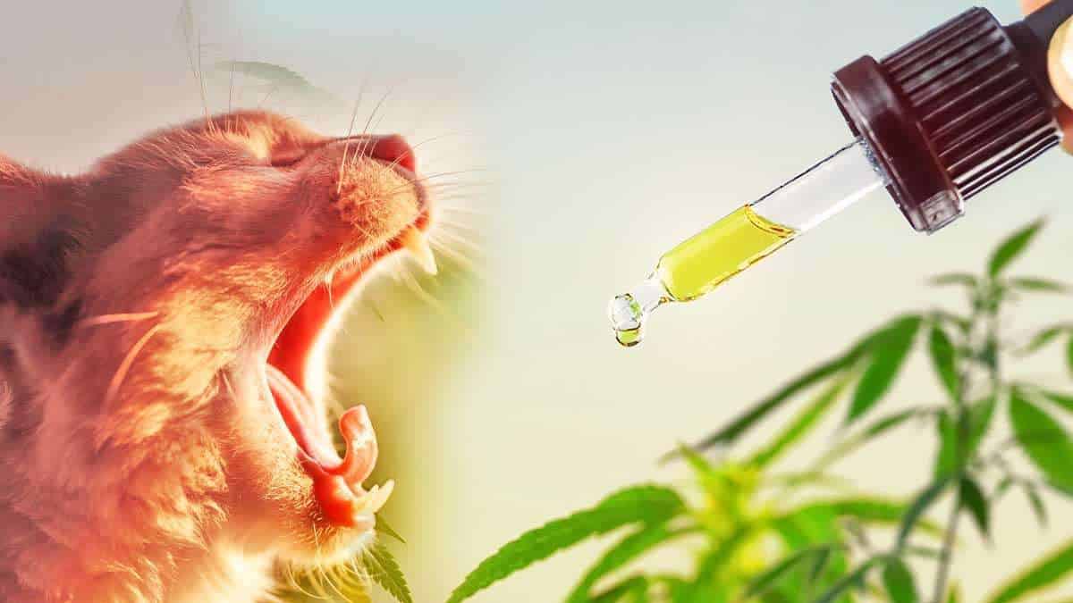 Katze mit CBD Öl