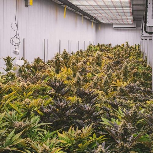 CBD Plantage