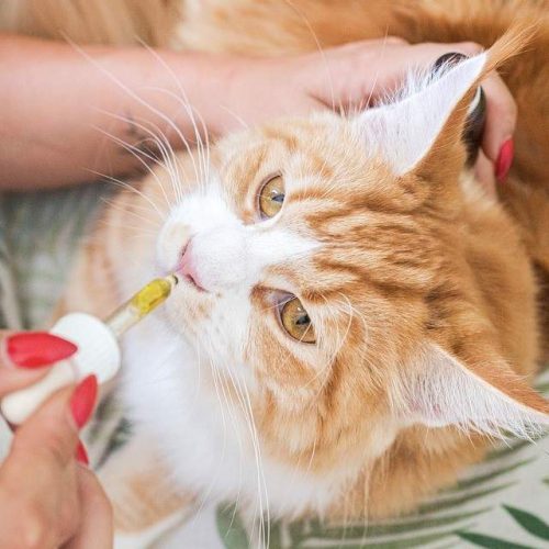 Katze mit CBD öl