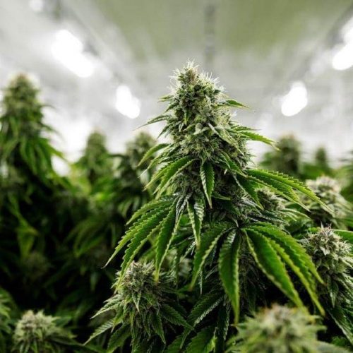 CBD blüte
