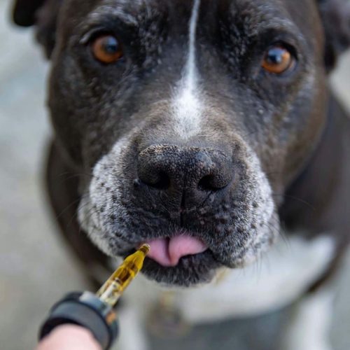 Hund mit CBD öl