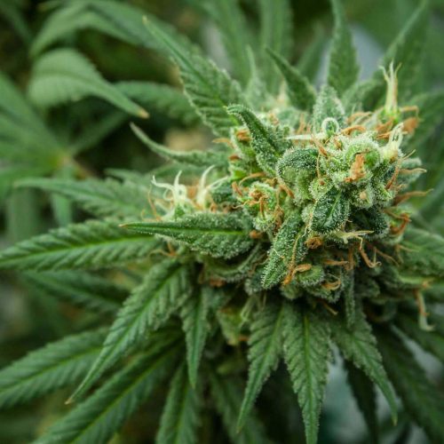 CBD blüte